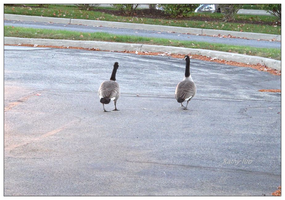 【小虫摄影】大摇大摆的散步