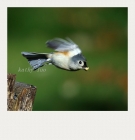 【小虫摄影】打架阵--鸟为食