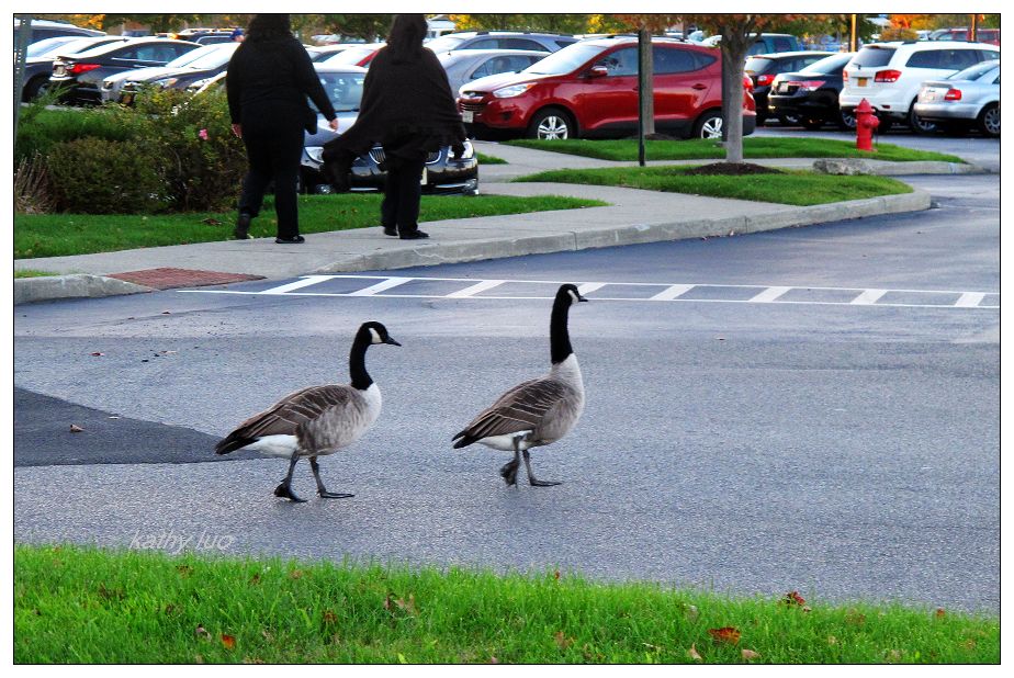 【小虫摄影】大摇大摆的散步